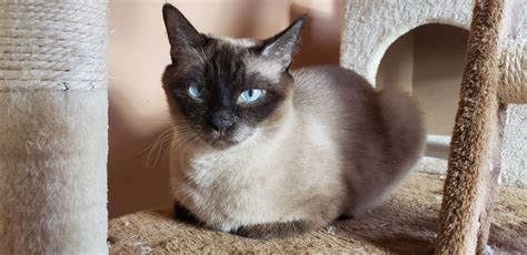 Balinese Cats For Sale Brooklyn Ny 312050 Petzlover