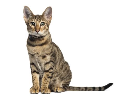 8 Cat Breeds That Look Like Wild Cats Petsoid