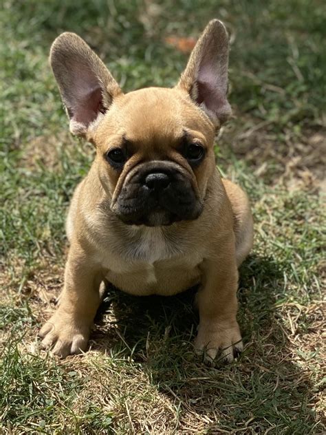 Beautiful Purebred French Bulldog Puppies Snub Nosed K9s Dogs For