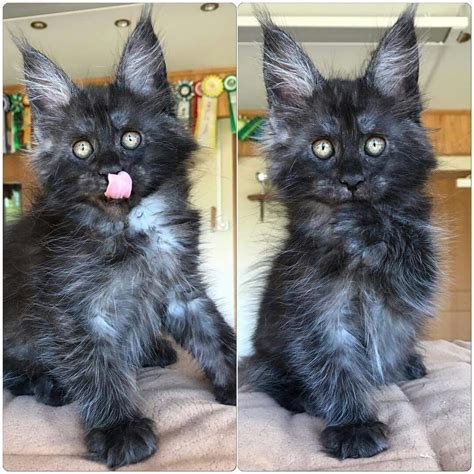 Black Smoke Maine Coon Kittens For Sale Uk