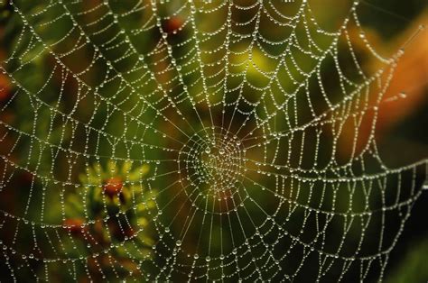 The Different Types Of Spider Webs Terminix