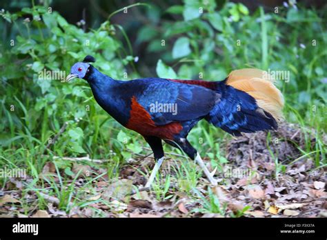 Crested Fireback Pheasant Lophura Ignita In Borneo Malaysia Stock