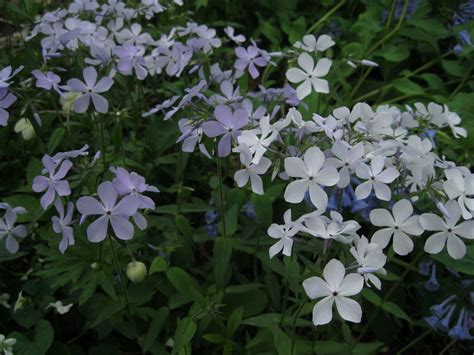 What Is Woodland Phlox Learn About Growing Woodland Phlox Plants