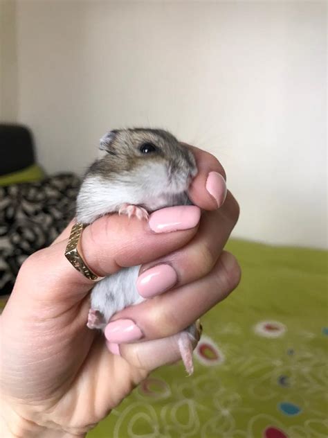 Russian Dwarf Hamster 4 Month Old In Barnsley South Yorkshire Gumtree