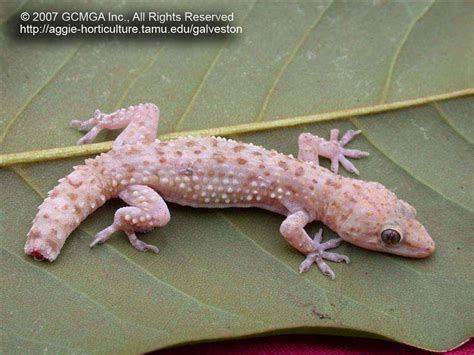 Beneficial Lizards In The Landscape 17 Mediterranean Gecko