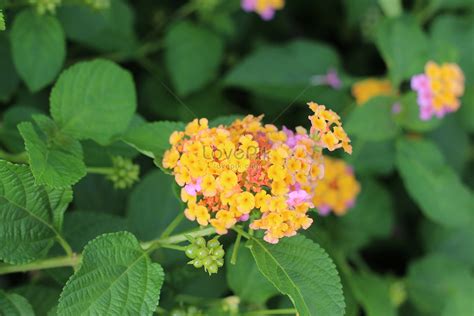 Natural Lantana Camara Flower Picture And Hd Photos Free Download On
