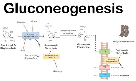 Gluconeogenesis Pathway Introduction Steps Regulation And Function