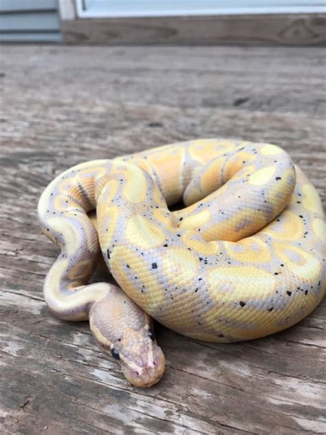 10 Reasons To Buy A Snake The Lafayette Ledger