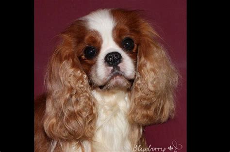 Karlee Gray Stone Cavaliers Puppies For Sale