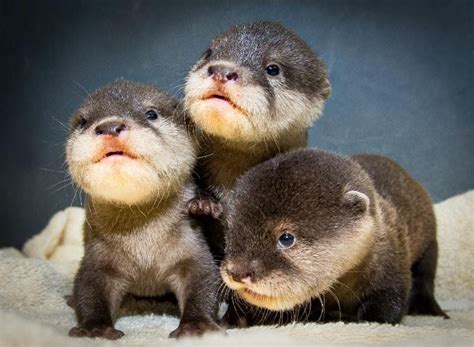 Cute Pictures Of Baby Otters At Cleveland Zoo Go Viral