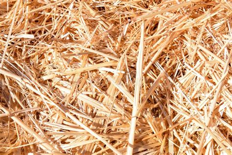 Background The Natural Texture Of Dry Straw Stock Image Image Of Farm