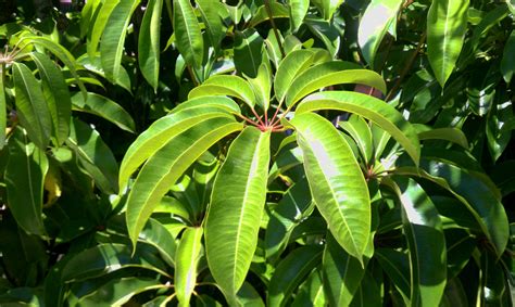 Schefflera Actinophylla Amate Umbrella Tree Moore