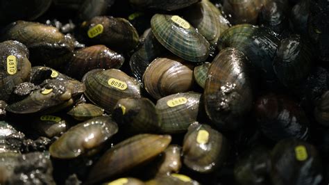 The Unnatural History Of Minnesotas Freshwater Mussels Mpr News