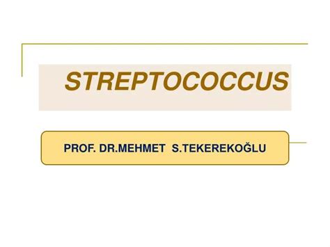 Ppt Streptococcus Powerpoint Presentation Free Download Id5515035