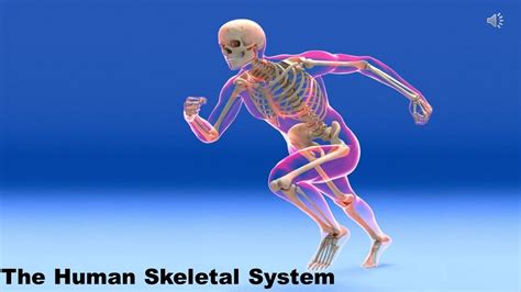 The Human Skeletal System Class 5 Science Introduction To The