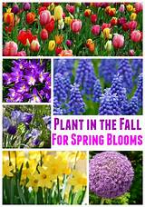 What Are The Best Flowers To Plant In The Fall Images