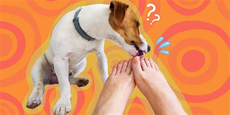 Why Do Dogs Lick Feet A Vet Explains Dodowell The Dodo