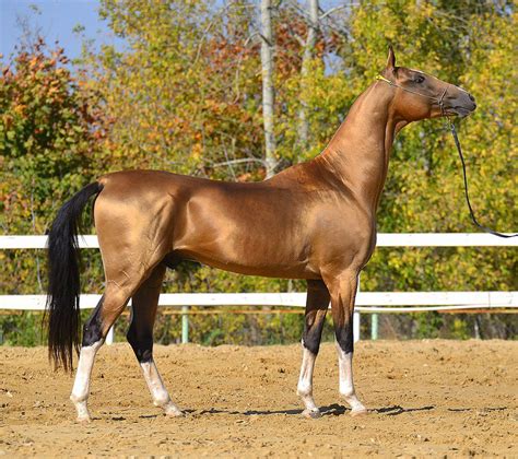Akhal Teke Most Beautiful Horses All The Pretty Horses Animals