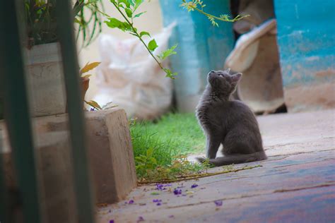 curious grey kitten free image download