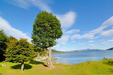 Two Cypress In Patagonia Stock Image Image Of Outdoor 5291359