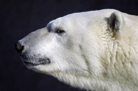 Fotos Gratis Animal Mamífero Depredador ártico Oso Polar Cabeza