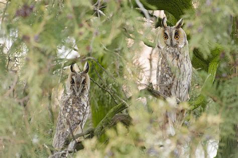 Images Tagged Long Eared Owl Photography Nature Photography Courses