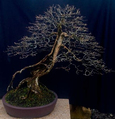 Water the bonsai evenly and thoroughly until the excess drains from the holes. Hoja menuda- (Eugénia rhombea) | Bonsai, Hojas, Nativos