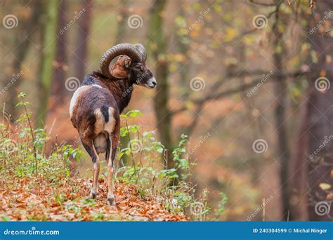 Male European Mouflon Ovis Aries Musimon Has Started Estrus And Is