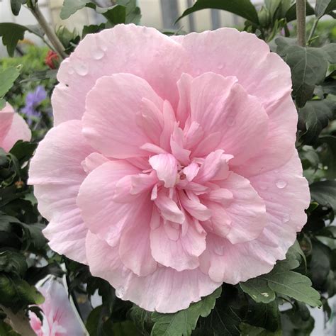 Hibiscus Pink Chiffon Buy Rose Of Sharon Shrubs Online