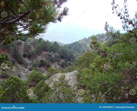 Troodos Mountains Cyprus Forest Landscapes And The Beauty Of Mountain