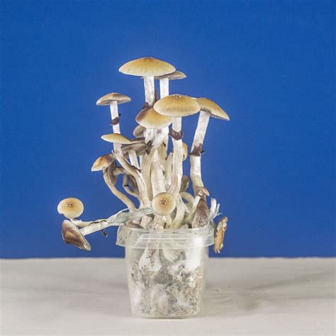Magic Mushroom Grow Kit Psilove Go Kit Wholecelium