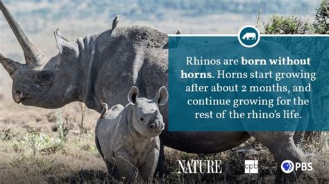 Rhinoceros Fact Sheet Blog Nature Pbs