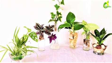 How To Water Propagate Your Plantsgrow Plants In Waterorganic Garden