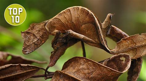 Top 10 Coolest Looking Geckos Youtube