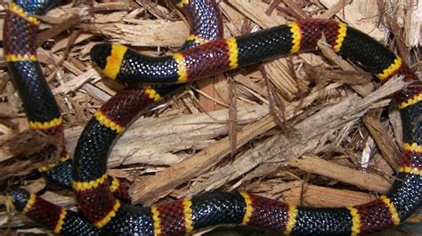 Photo Guide To The Six Venomous Snakes In Florida