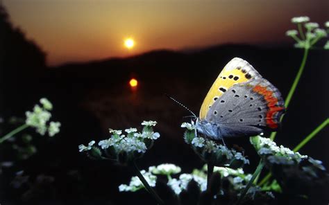 Beautiful Butterflies Butterflies Wallpaper 9481076 Fanpop