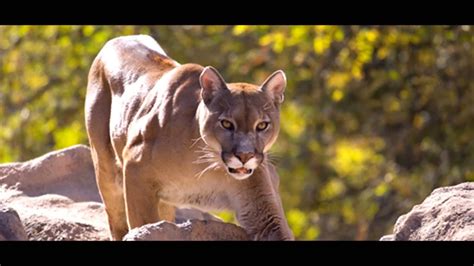 American Puma The 5th Largest And Strongest Cat In The