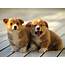 So Cute  Puppies Wallpaper 14749029 Fanpop