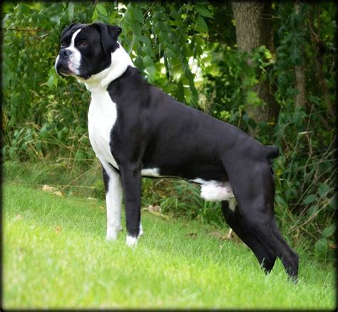 Marilyn is a flashy sealed brindle (black) female akc boxer puppy! The domain name popista.com is for sale | White boxer dogs ...
