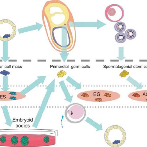 The Germ Cell Cycle Primordial Germ Cells Pgcs Are First Specified