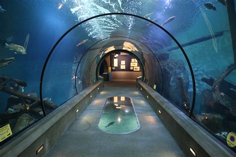 Open Sea And Shark Tunnel Oregon Coast Aquarium