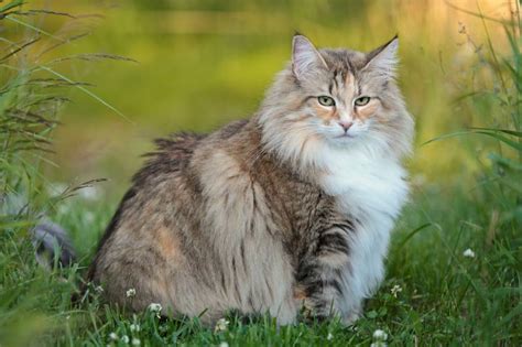 Tortoiseshell Norwegian Forest Cat Facts Origin And History With