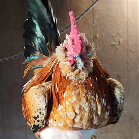 top 8 small chicken breeds with pictures and videos