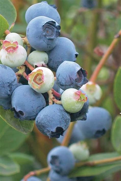 Buy Powderblue Rabbiteye Blueberry For Sale Online From Wilson Bros Gardens