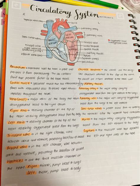 The Heart Structure Medical School Inspiration Nurse Study Notes