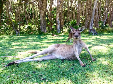 Where To See Native Australian Animals In The Wild