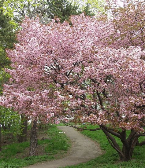 Spring In Finland Pink Flowering Cherry Trees I Went For A Walk Late