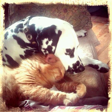 Cats And Dogsliving Together Dog Cat Dalmatians Cats Animals
