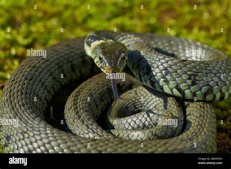 Grass Snake Natrix Natrix Coiled Up And Using Forked Tongue To Smell And Taste The Air Sussex