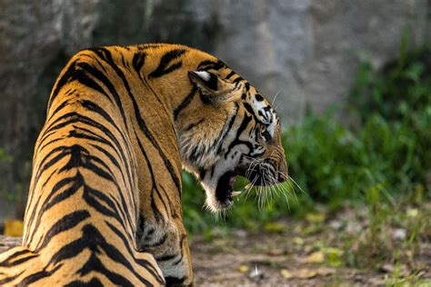 Roaring Tiger Photography Tiger Cat Animal Predator Roar Wild